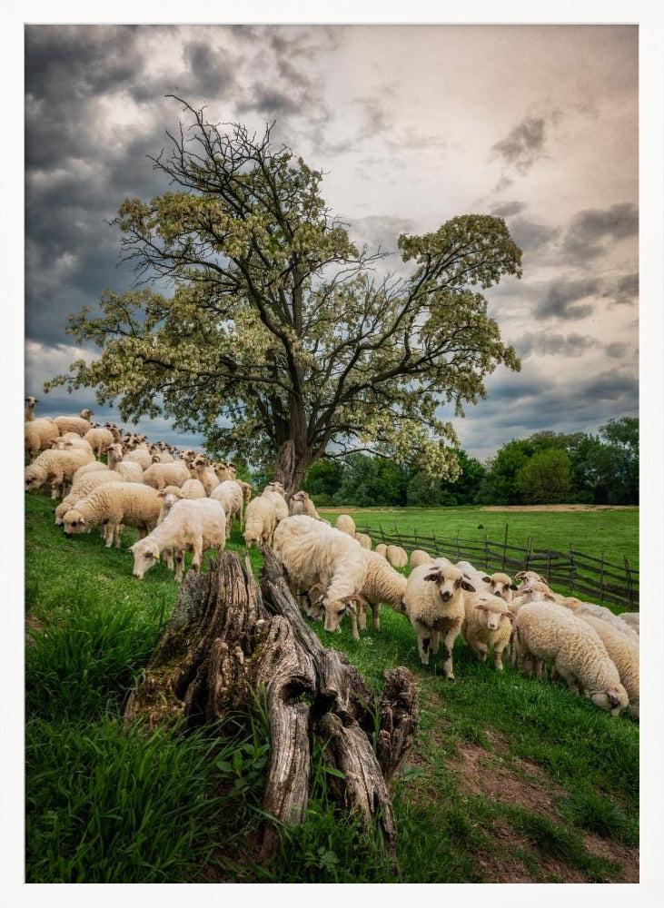 On pasture Poster