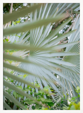 Shades of Green  Botanical Mexico City Poster