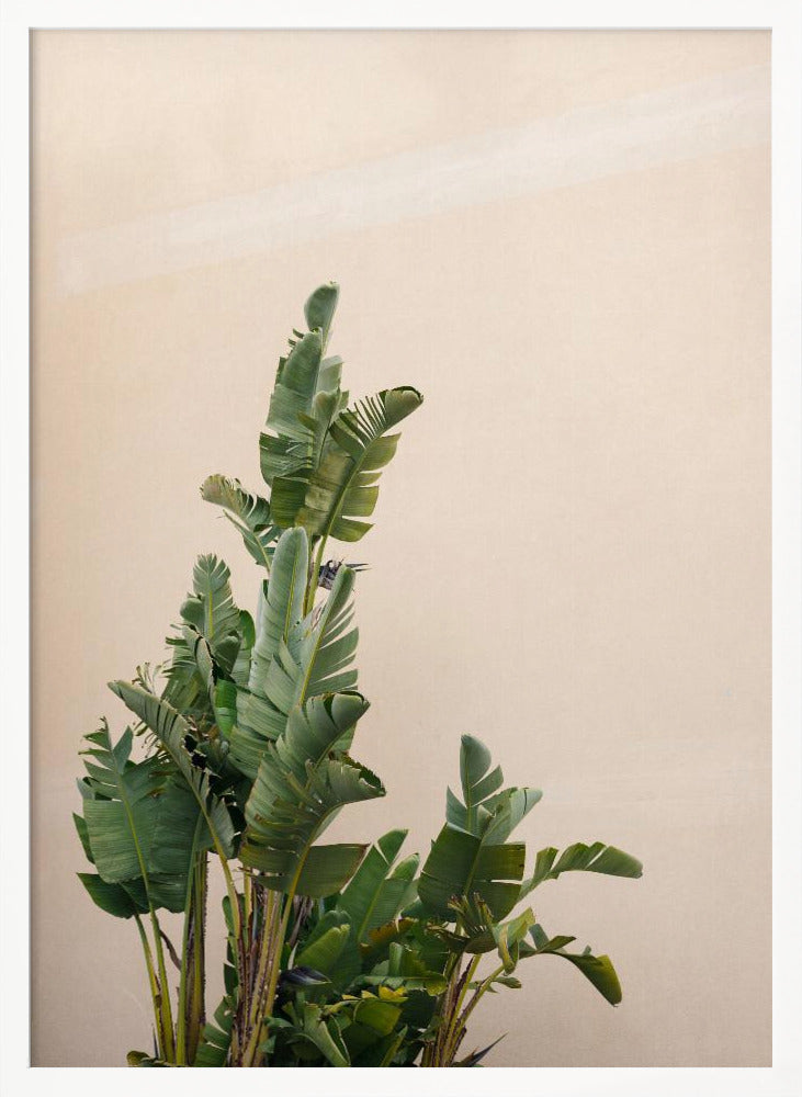 Botanical Cannes Poster