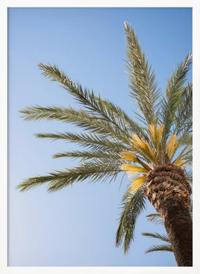 Vejer de La Frontera Palm Tree Poster