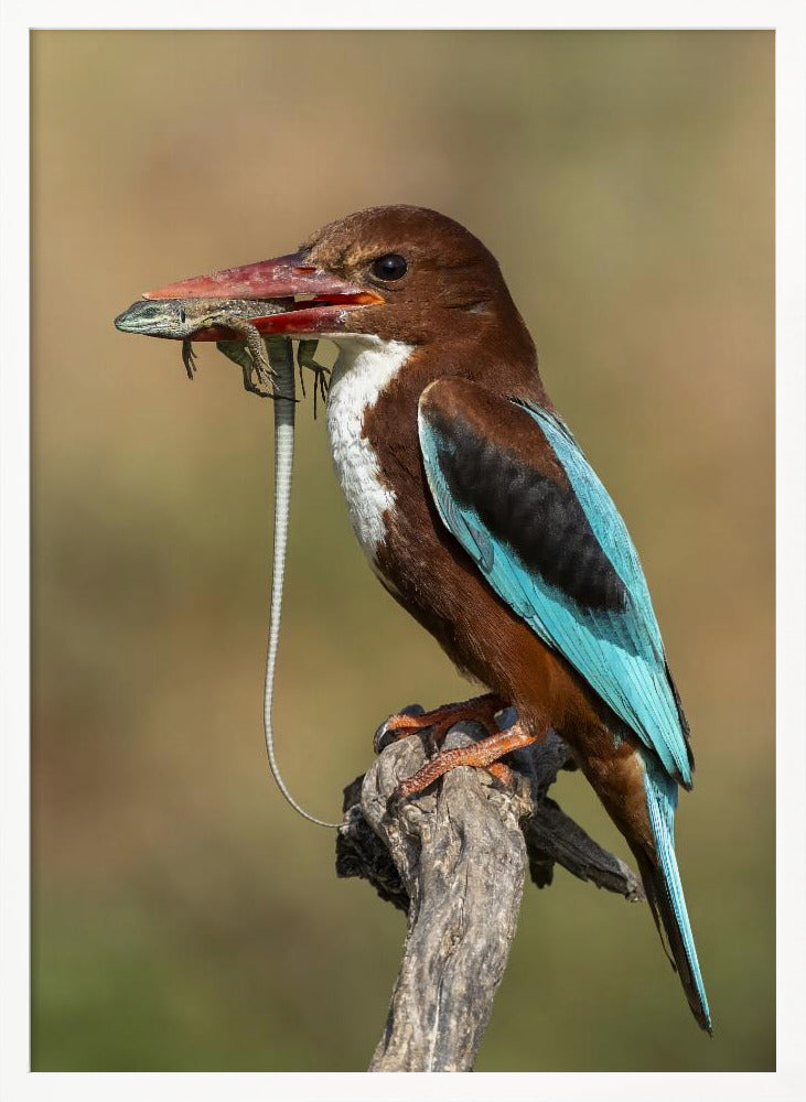 White-throated kingfisher AZ Poster