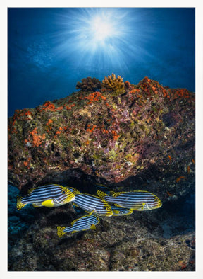 Oriental sweetlips under the sunlight Poster