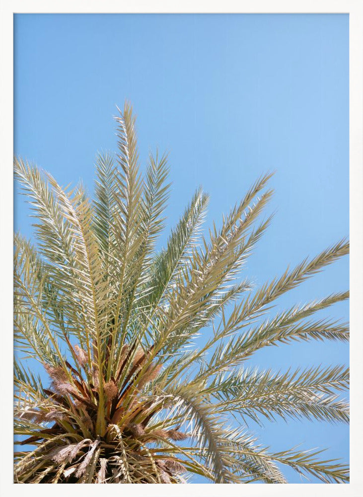 Moroccan Coast Palm Tree Poster