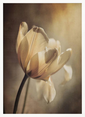 Pastel Tulip Poster