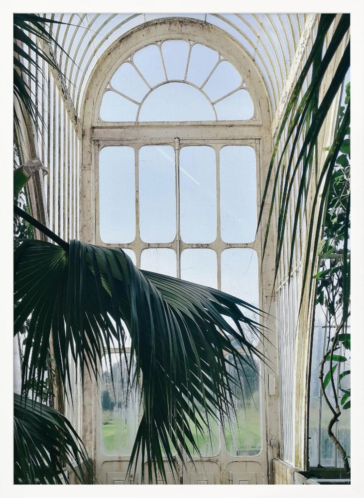 Palm House Windows Poster