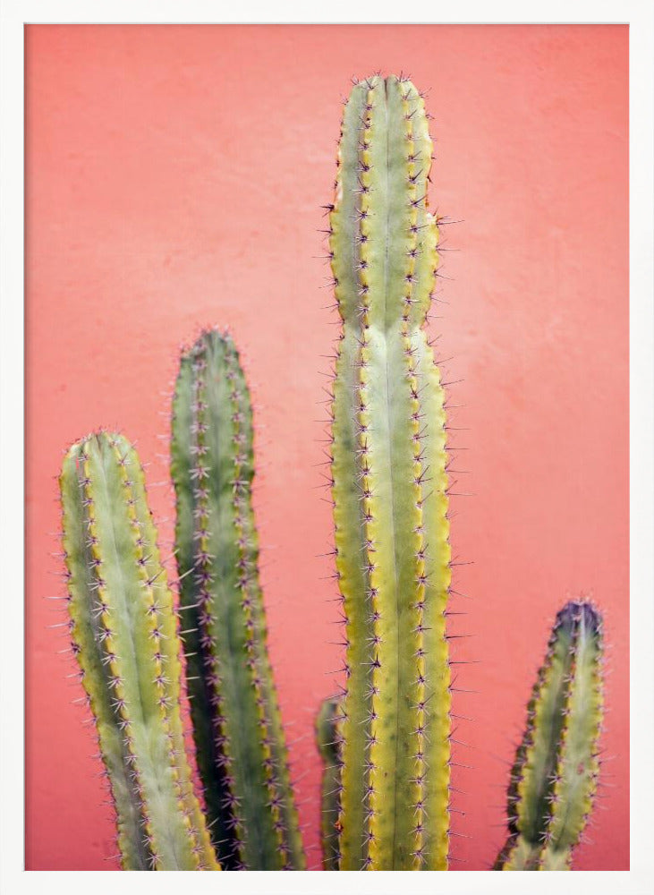 Pretty Pink Cactus Marrakech Poster