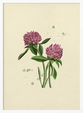 Red Clover Poster