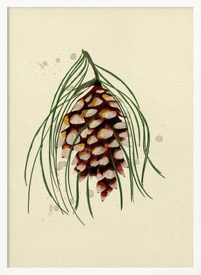 Maine White Pine Cone Copy Poster