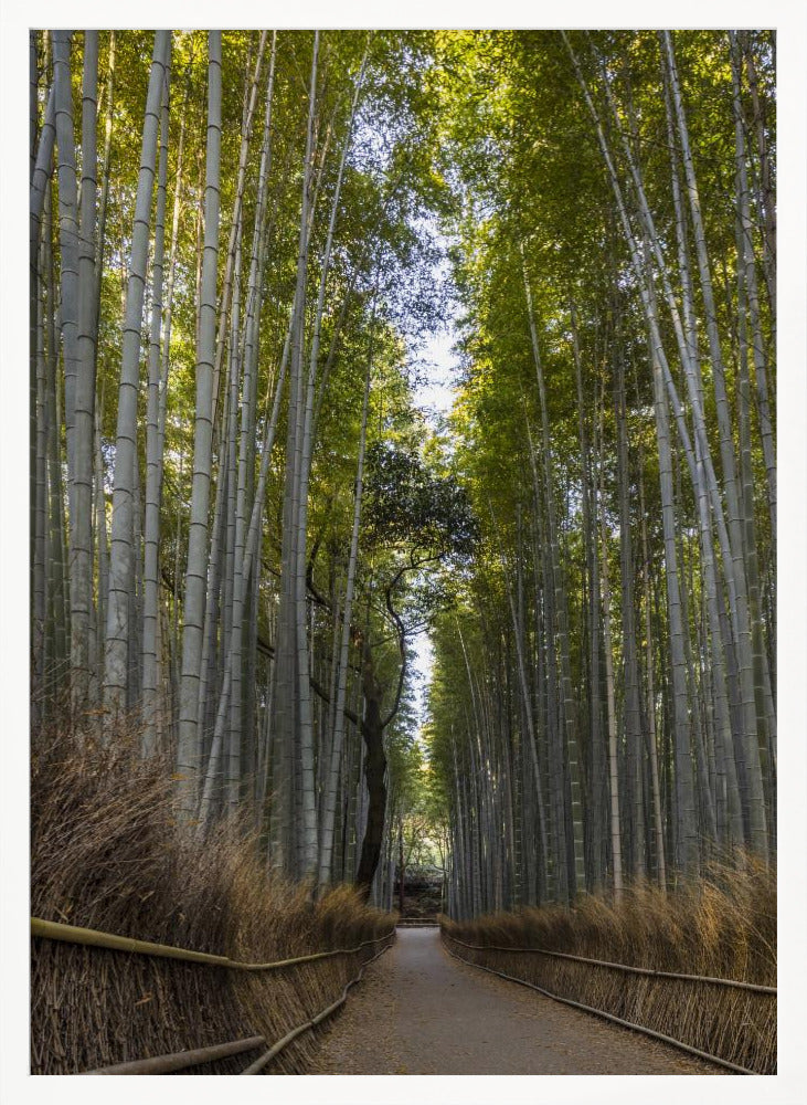 Mighty Arashiyama bamboo forest Poster