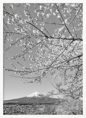 Charming view of Mount Fuji with cherry blossoms - monochrome Poster