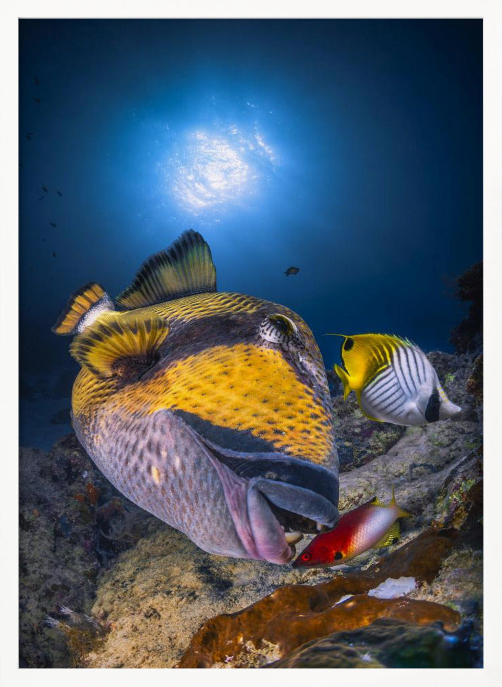 Titan triggerfish Poster