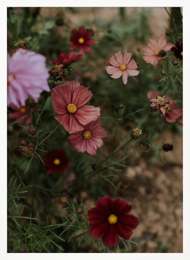 Pink Coral Flowers Poster