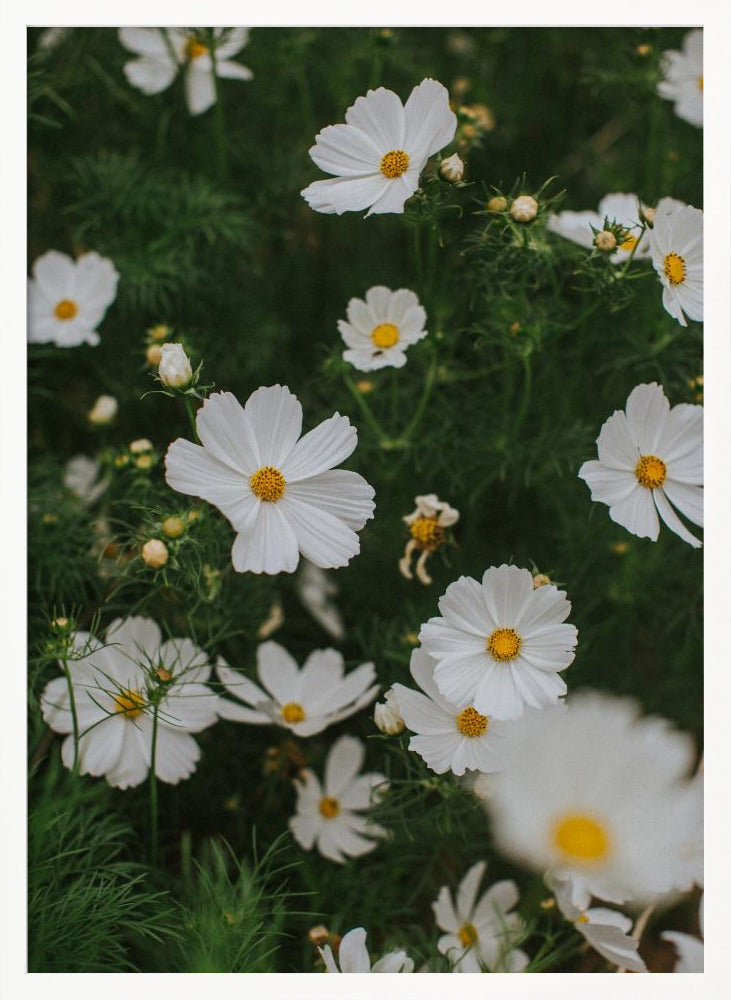 White Flowers Poster