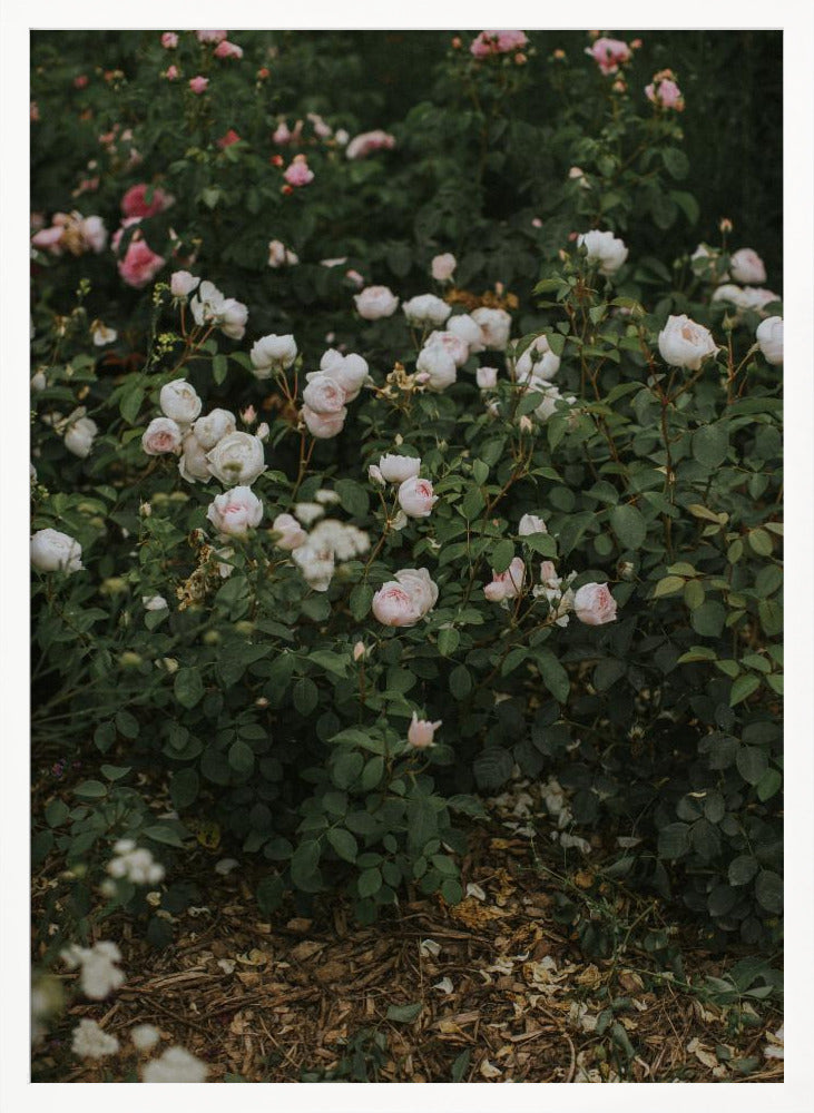 Moody Roses Poster