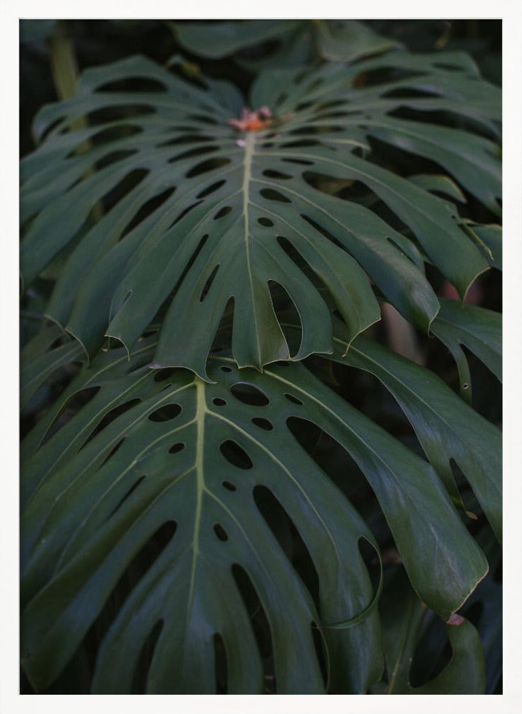 Monstera Poster