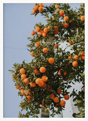 Oranges in Seville Poster