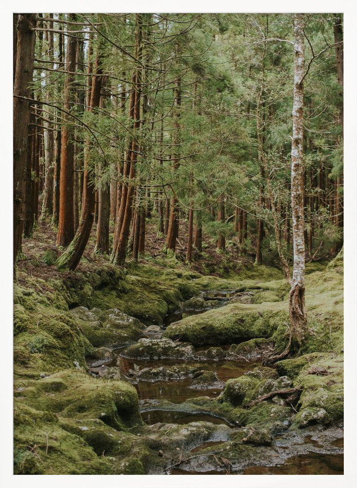 Green Forest Poster