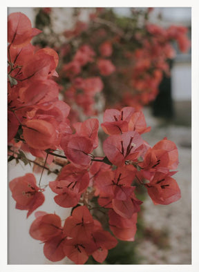 Pink Bougainvilleas Poster