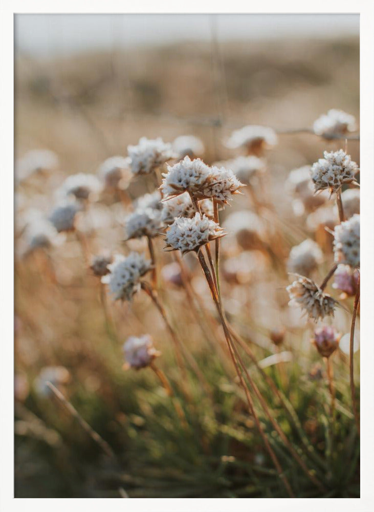 Beach Flora Poster