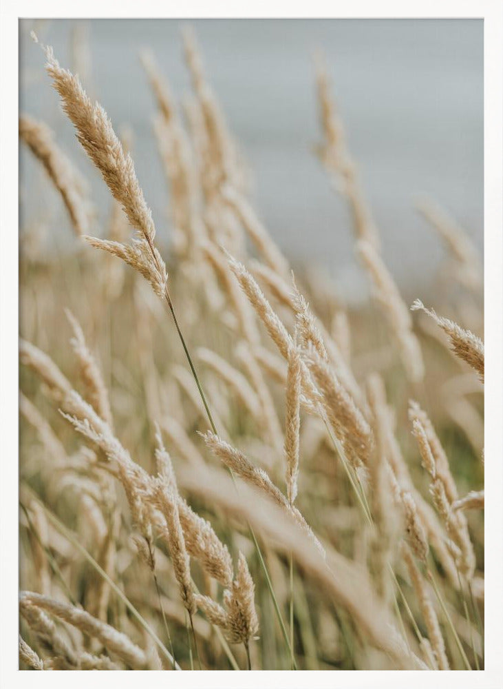 Beach Flora Poster