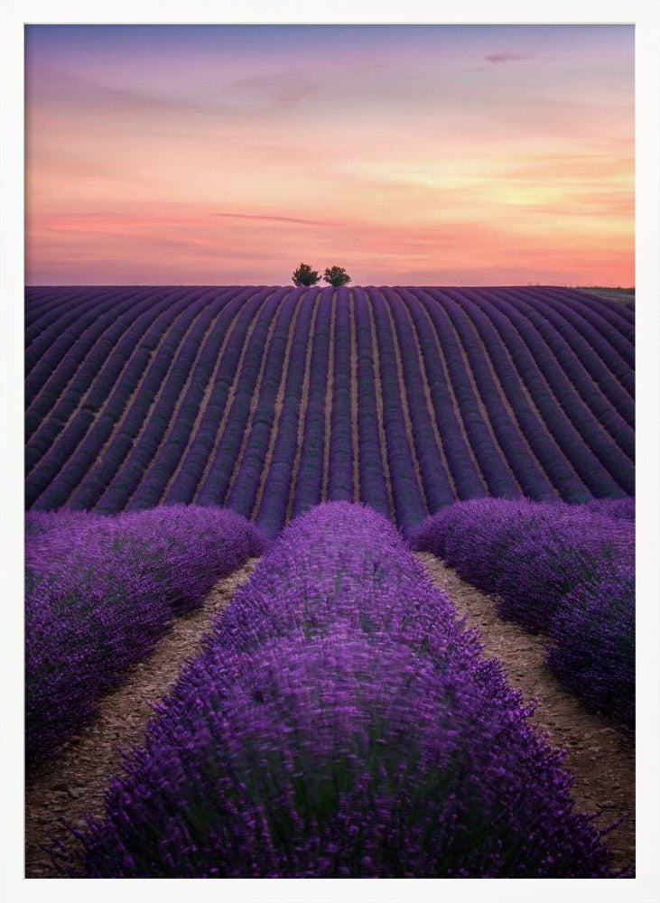 Lavender fild Poster