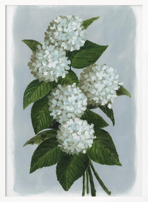 Bluma hydrangea bouquet Poster