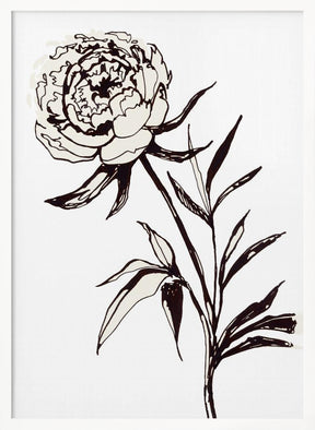 Loose peony ink sketch Poster