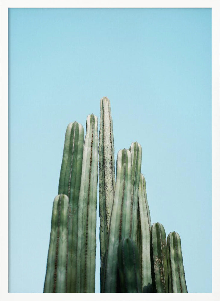 Tall Cacti Poster