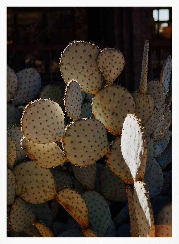 Tucson Cacti Poster