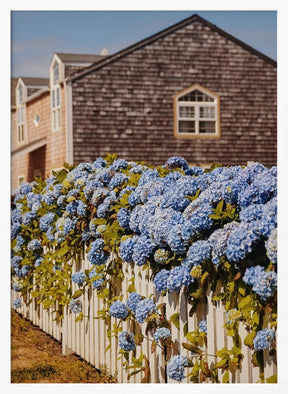 Cannon Beach Hydrangeas Poster