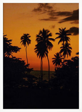 Squiggly Palm Sunset Poster