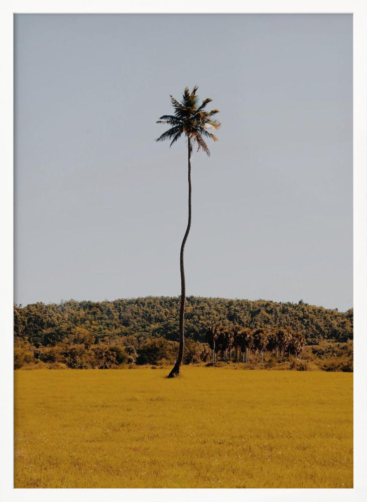 Puerto Rican Palm Tree Poster