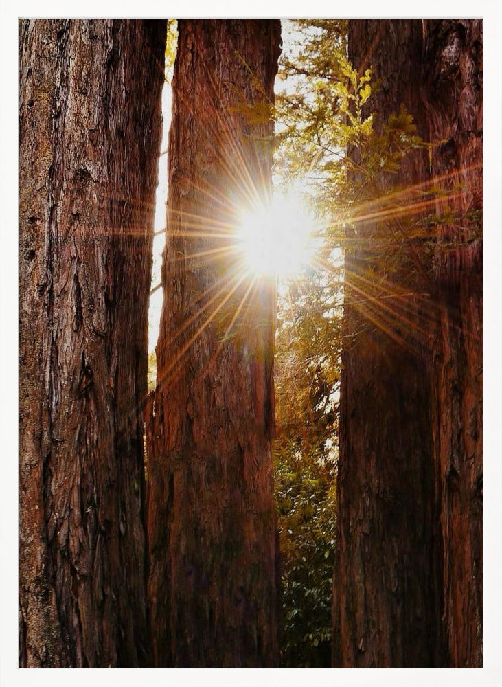 Redwood Forest Poster