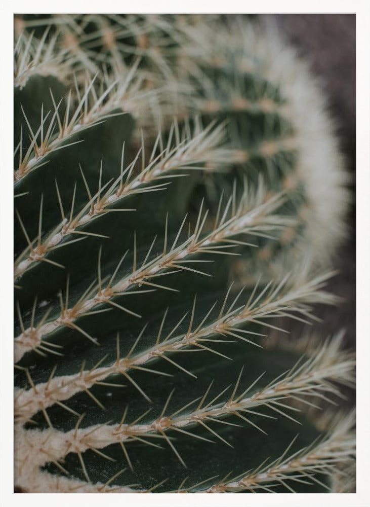 Cactus II Poster