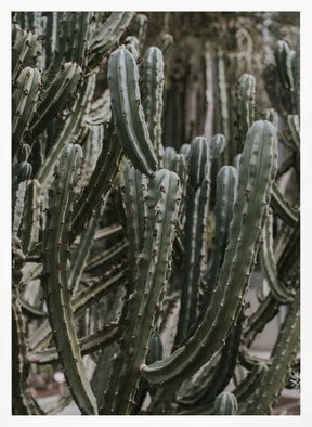 Desert Cactus Poster