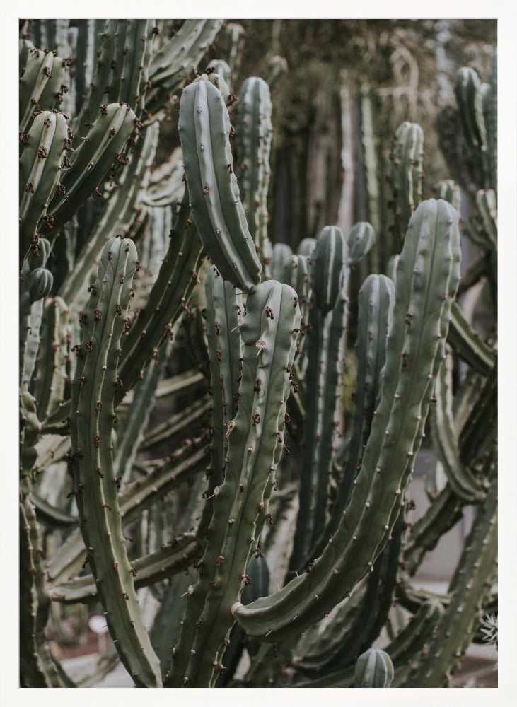 Desert Cactus Poster