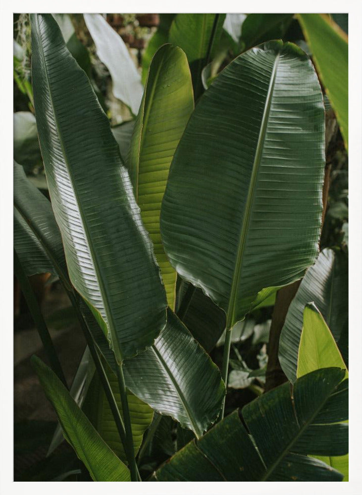 Banana Leaves Poster