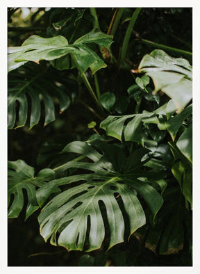 Monstera Leaves Poster