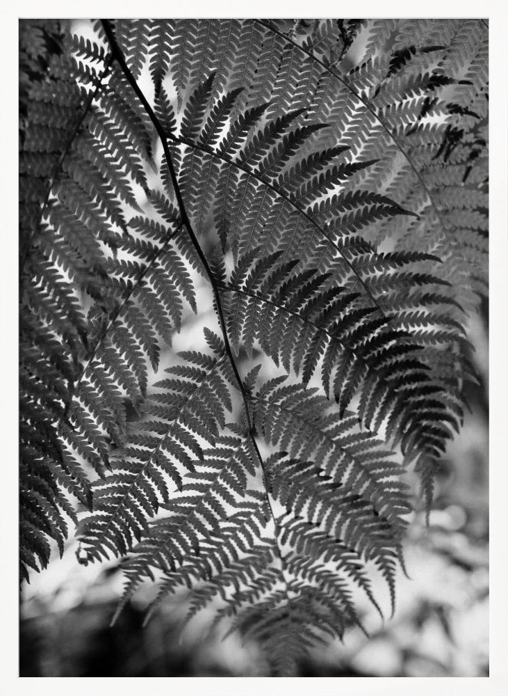 Fern in Black White Poster