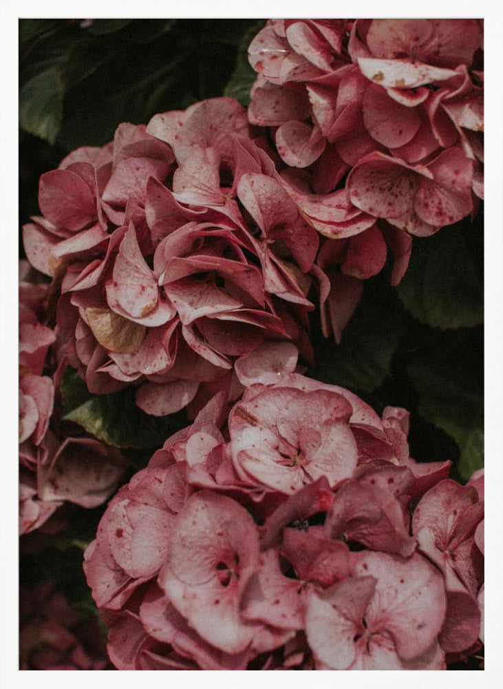 Old Pink Hydrangeas Poster