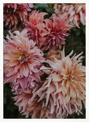 Pink Dhalias Poster