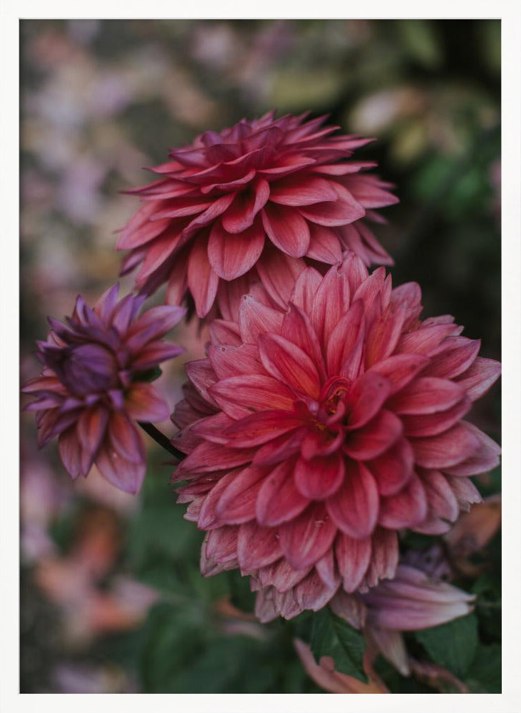 Dark Pink Dhalias Poster