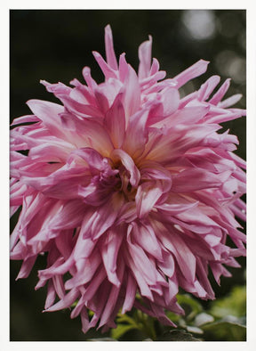 Light Pink Dhalia Poster