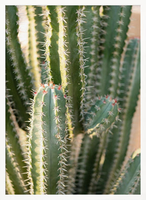 Gold &amp; Green Cacti Marrakech Poster