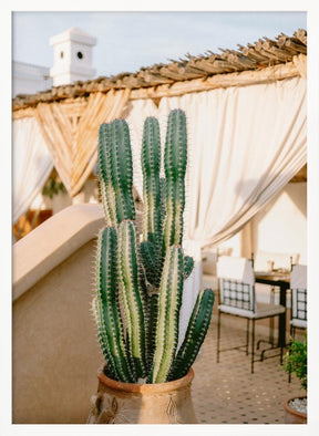 Rooftop Cactus | Morocco Travel Photography Poster