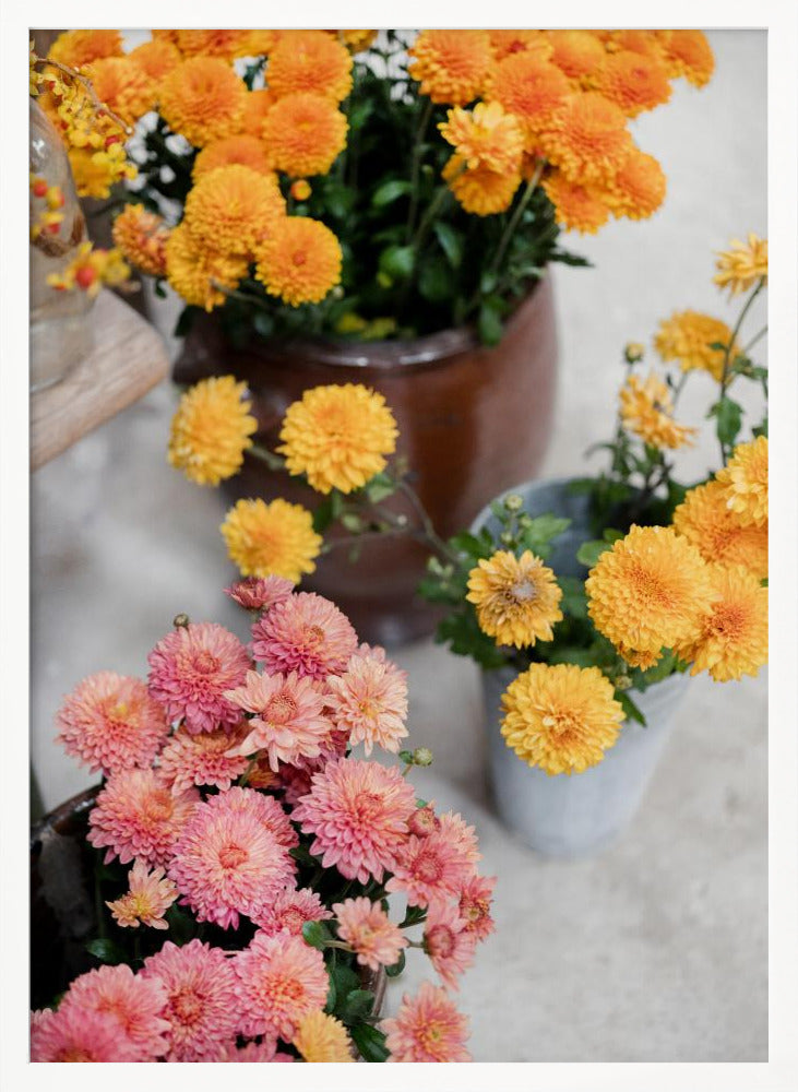 Chrysanthemum Blooms | Autumn Floral Still Life Poster