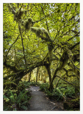 Path trough the amazing Hoh Rainforest, Olympic National Park Poster