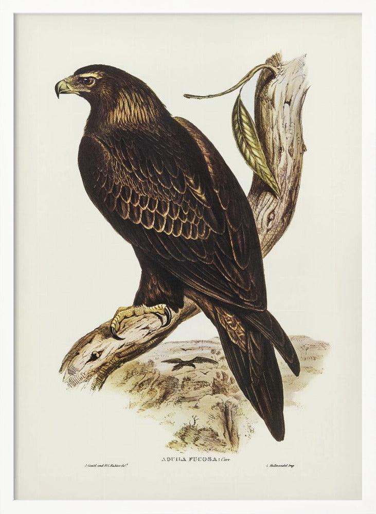 Wedge Tailed Eagle Poster