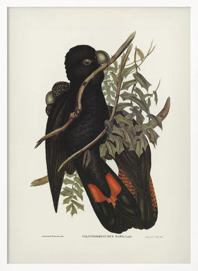 Western Black Cockatoo Poster