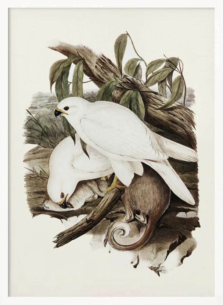 White Goshawk Poster